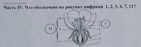 11. Установите последовательность процессов мейоза: 1-гомологичные хромосомы выстраиваются по эквато