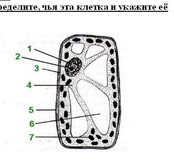 Определите, чья эта клетка и укажите её части?​