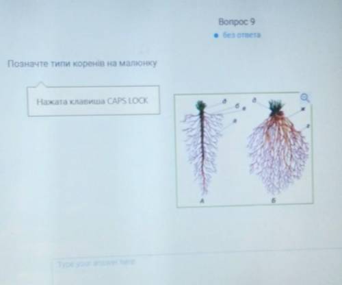 Вопрос 9без ответаПозначте типи коренів на малюнкуНажата Клавиша ​