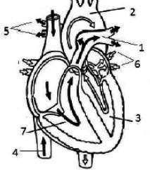 Отметь верные названия сосудов и отделов сердца, отмеченных на рисунке цифрами: 1. 2. 3. 4. 5. 6