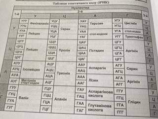 Довший ланцюг мономерів у молекулі інсуліну починається такими амінокислотами: Фенілаланін – аспараг