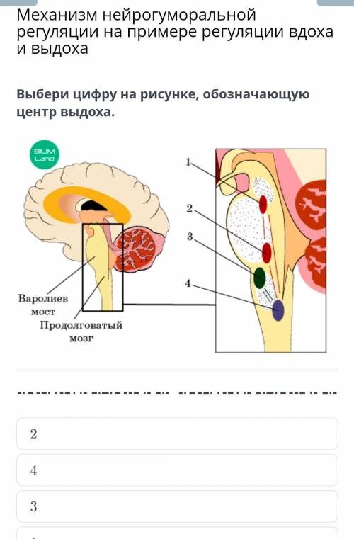 Выбери цифру на рисунке обозначающую центр выдоха ​