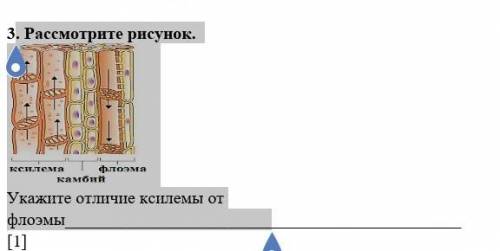 . Рассмотрите рисунок. Укажите отличие ксилемы от флоэмы​