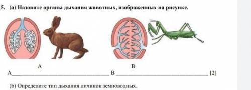 Назовите органы дыхання животных, изображениых на рисунке. А [2] (Б) Определите тип дыхания личинок