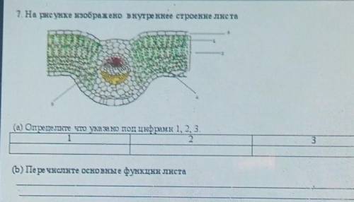 1. На рисунке изображено внутреннее строение листа (а) Определите что указано под цифрами 1, 2, 3123