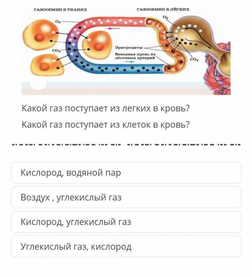 Какой газ поступает из легких в кровь? Какой газ поступает из клеток в кровь?​