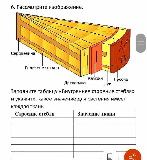 6. Рассмотрите изображение Заполните таблицу «Внутреннее строение стебля» и укажите, какое значение