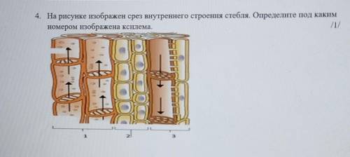 На рисунке изображен срез внутреннего строения стебля. Определите под каким номером изображена ксиле