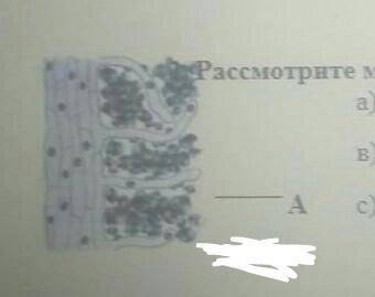 Рассмотрите микроскопическое изображение участка корня: а) какая структура изображена под буквой А в