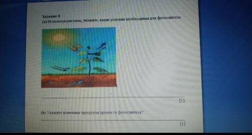 Используя рисунок укажите какие условия необходимы для фотосинтеза Укажите наверное продукты проекта
