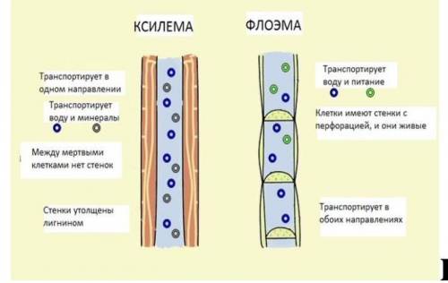 Перфорация растений флоэма. Элементы ксилемы и флоэмы. Ксилема и флоэма рисунок. Элемент строения ксилемы.