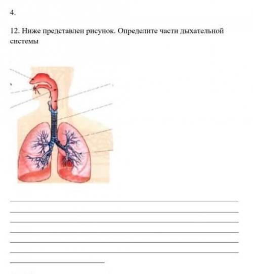 ниже представлена рисунок определите части дыхательной системой человека нужно ​