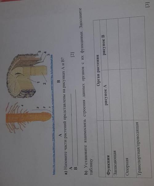 А) Назовите части растений представлены на рисунках А и В? А)В)Б) Установите взаимосвязь строения да