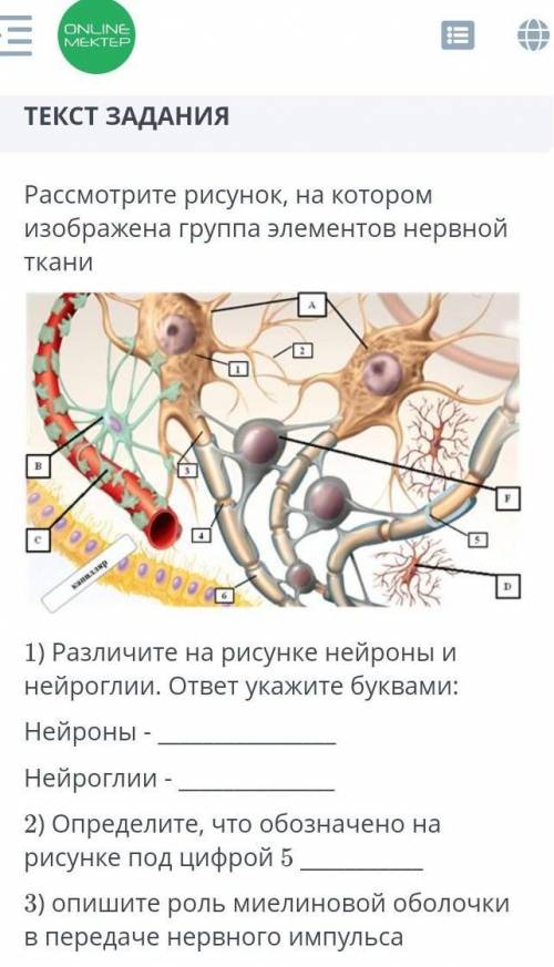 ТЕКСТ ЗАДАНИЯ Рассмотрите рисунок, на котором изображена группа элементов нервной ткани￼1) Различите