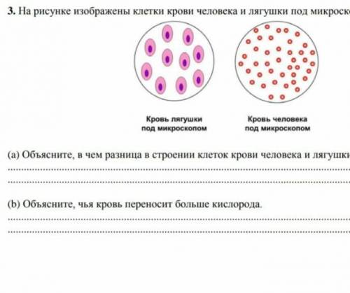 3. На рисунке показаны клетки крови человека и лягушки под микроскопом Кровяная лягушка под микроско