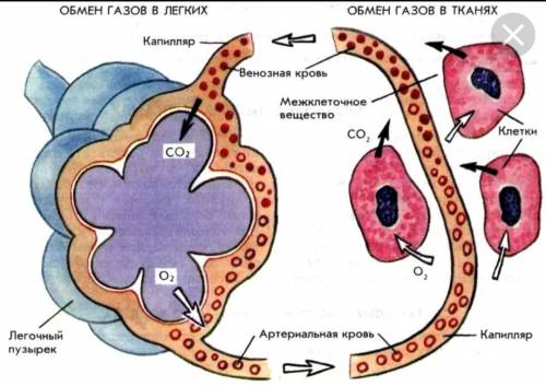 ^ Рассмотрите схему газообмена в легких и тканях. ~Расположите в необходимой последовательности пере