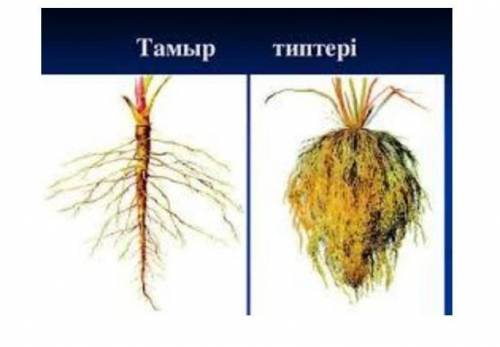 Различают корневые типы растений и их различия. Кореньтипы Кто ответит на этот вопрос быстрее надо о