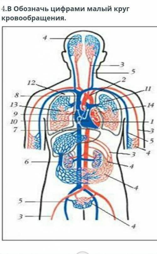 Обозначь цифрами малый круг кровообращения. ​
