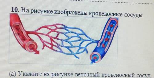 На рисунке изображены кровяные сосуды (a) Укажите на рисунке венозной кровяной сосуд (b) Опишите осо