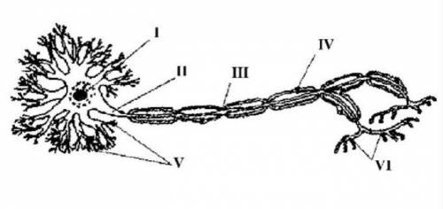 А.Какое строение имеет нервная система человека? В.Алина во время жарки картошки обожглась раскаленн