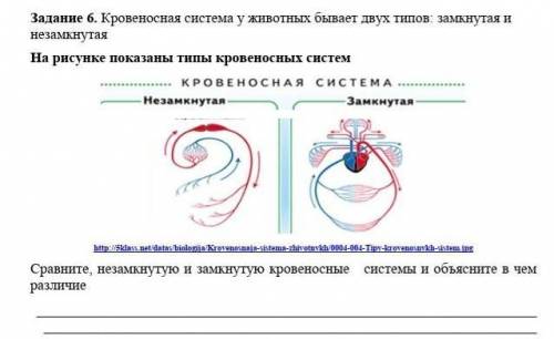 Задание 6. Кровеносная система у животных бывает двух типов: замкнутая и незамкнутая На рисунке пока