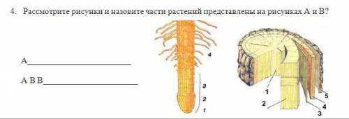 4. Рассмотрите рисунки и назовите части растений представлены на рисунках А и В?