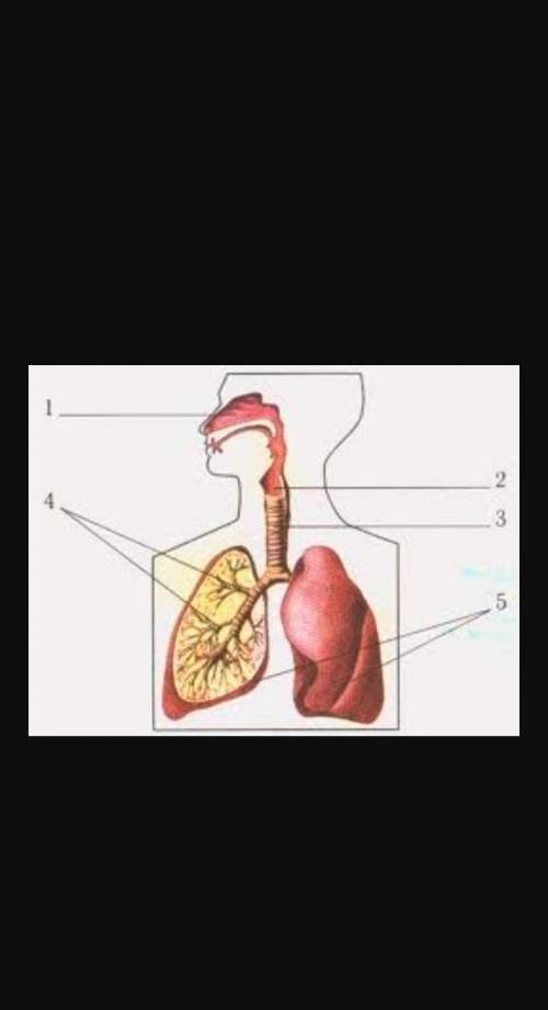 Перечислите все дыхательные системы человека​