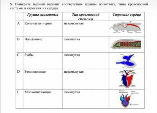 Выбери верный вариант соответствия группы животных,типа кровеносной системой и строения ее сердца ​