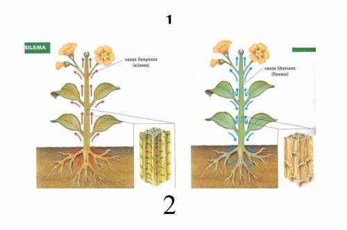 Дана схема транспортной системы растения.1 2Напишите, какие вещества движутся по сосудам 1 и 2.​