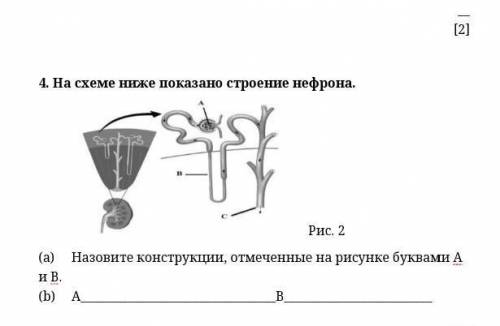 На схеме ниже показано строение нефрона. Рис. 2 (a) Назовите конструкции, отмеченные на рисунке букв