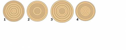На спиле каждого дерева есть годовые кольца. В зависимости от того какой был год, годовое кольцо мож