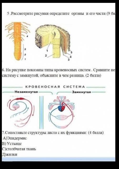 Соч по биологии за 2 четверть очень нужно​