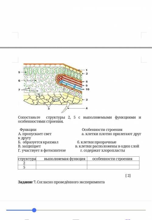 Сопоставьте структуры 2, 5 с выполняемыми функциями и особенностями строения. Функции Особенности ст