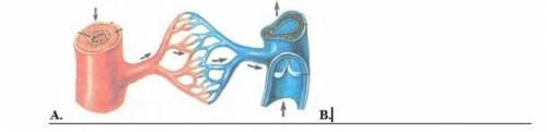А)Какие различия в строении кровеносных сосудов вы можете описать, глядя на рисунок? В) Как строение