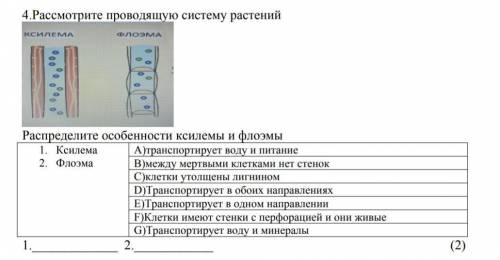 Рассмотрите проводящую систему растений распределите особенности ксилемы и флоэмы​