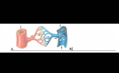 А . Какие различия в строении кровеносных сосудов вы можете описать, глядя на рисунок? (1) В) Как ст