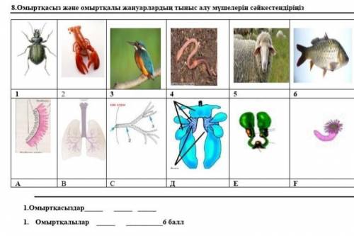 8.Омырткасыз Жане омырткалы жануарлардын тыныс алу мушелерын сайкестендырыныз. 1.Омырткасыздар___ __