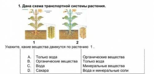 Дам 50б Укажите, какие вещества движутся по растению 1 . A. Только вода Органические веществаB. Орга