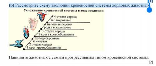 (b) Рассмотрите схему эволюции кровеносной системы хордовых животных