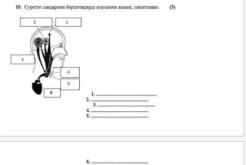 10. Суретте сандармен берілгендерді атауымен жазып, сипаттаңыз. 2134561.2.3.4.5.6.
