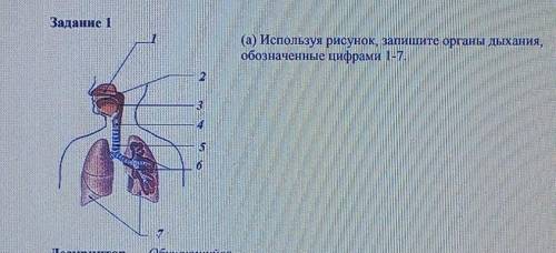 Задание 1(а) Используя рисунок, запишите органы дыхания,обозначенные цифрами