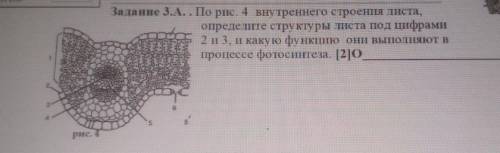 .А.. По рис. 4 внутреннего строения листа, определите структуры листа под цифрами2 и 3, и какую функ