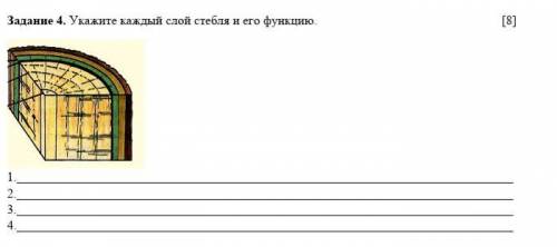 Задание 4. Укажите каждый слой стебля и его функцию