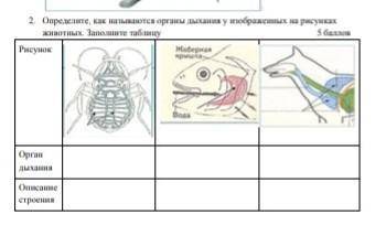 Соотнесите изображение органа дыхания с представителем класса. Закрасьте синим карандашом и подпишите органы дыхания животных. Закрасьте синим карандашом и подпишите органы дыхания. Органы дыхания животных таблица. Заполните таблицу органы дыхания животных 6 класс биология.