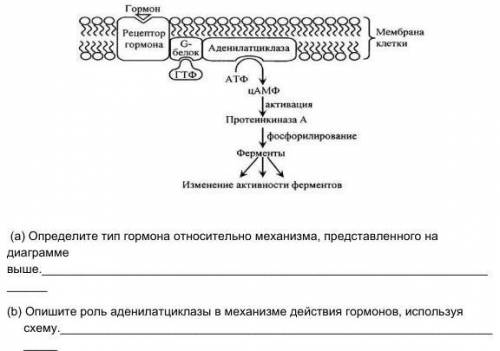 2. Диаграмма ниже демонстрирует механизм действия гормонов. Рассмотрите диаграмму и выполните задани