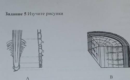 а) Какие части растения представлены на рисунках А и Б.б) Определите взаимосвязь строения данных орг