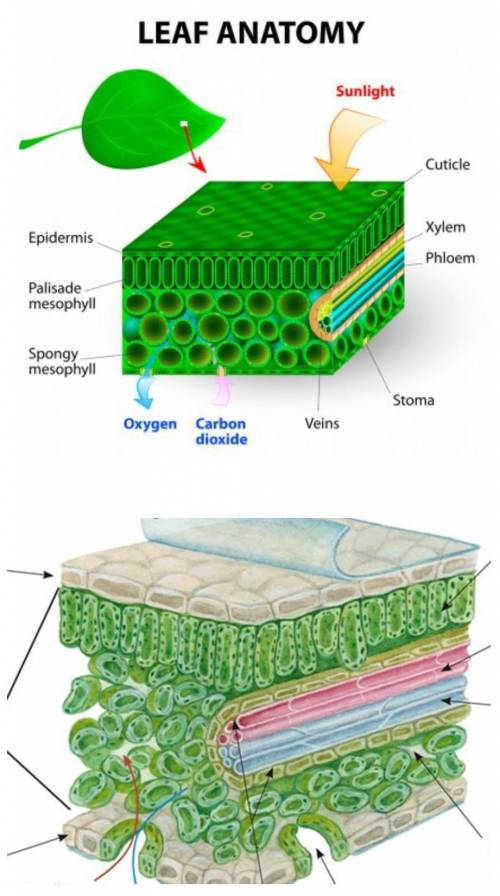 На рисунке показано внутреннее строение листа Внимательно рассмотрите рисунок и на соответствующих у
