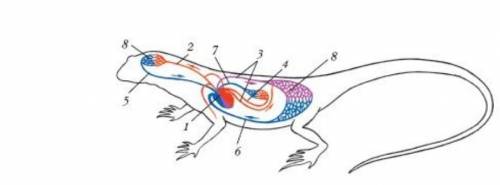 Рассмотри на рисунке строение кровеносной системы ящерицы: Под какой цифрой изображено сердце ​