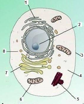 Определи функцию органеллы, обозначенной цифрой 7 .