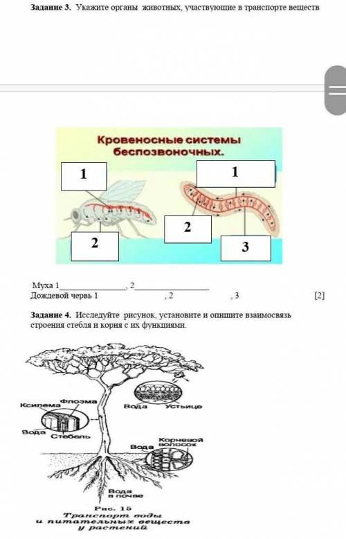 Задание 3.  Укажите органы  животных, участвующие в транспорте веществи